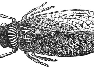 On The Symbolism Of The Cicada: The Poet and the Song (Short&nbsp;#1)