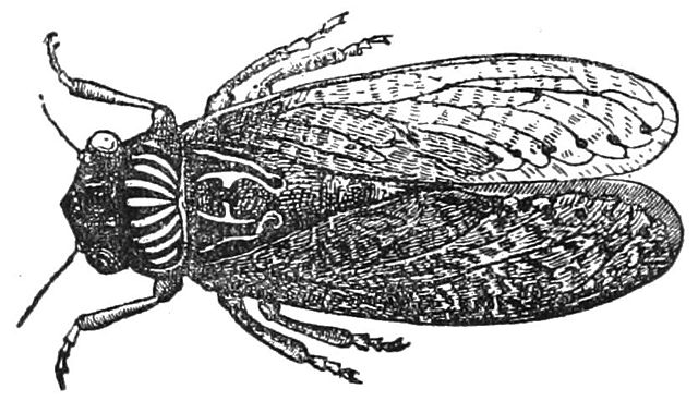 On The Symbolism Of The Cicada: The Poet and the Song (Short&nbsp;#1)